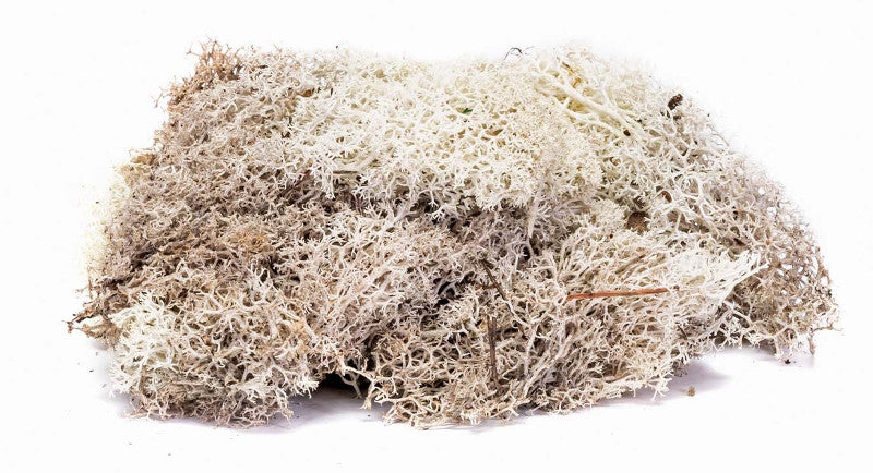 Skale Scenics Lichen Stone Grey